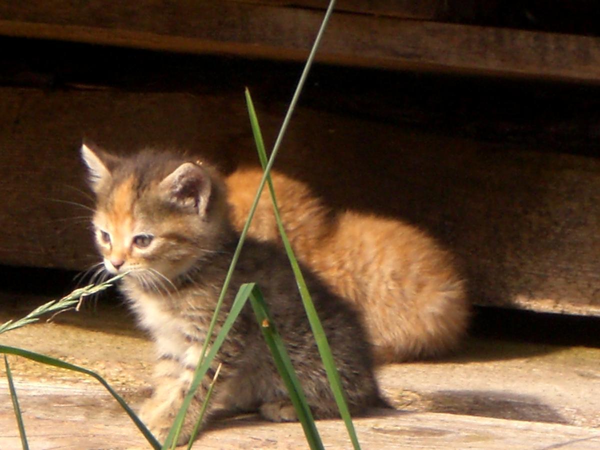 Floachhof Daire Weerberg Dış mekan fotoğraf